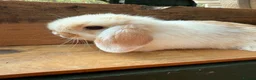 Mini Lop rabbits for sale: MINI LOP BUNNIES - PEDIGREE  - Advert 27