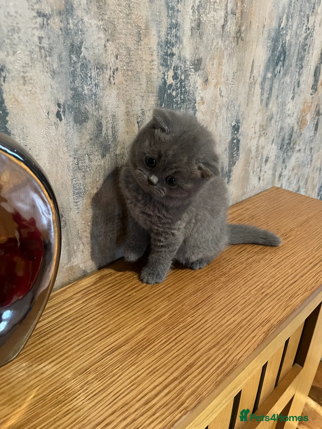 British Shorthair cats for sale: Beautiful 6 week old female bsh - Advert 6
