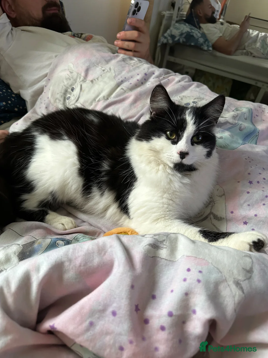 Mixed Breed cats for sale: 11 month male - Advert 5