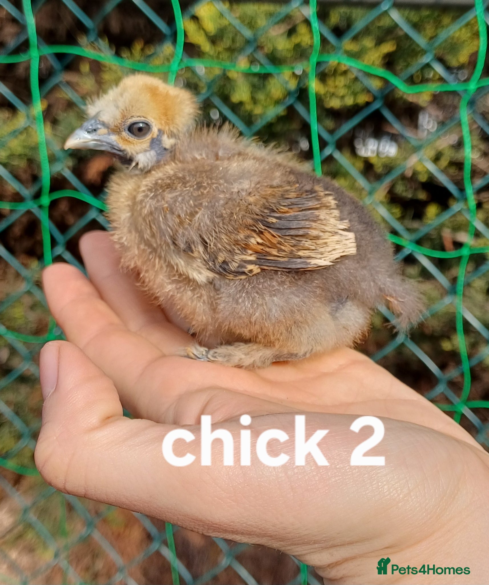 Chickens poultry Silkie chicks available now & hatching eggs - Advert 1