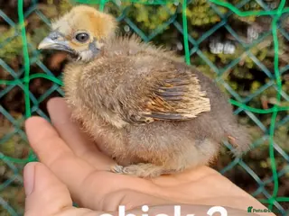 Chickens poultry Silkie chicks available now & hatching eggs - Advert 1