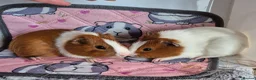 Guinea Pig rodents for sale: Baby Boar Brothers - Advert 2