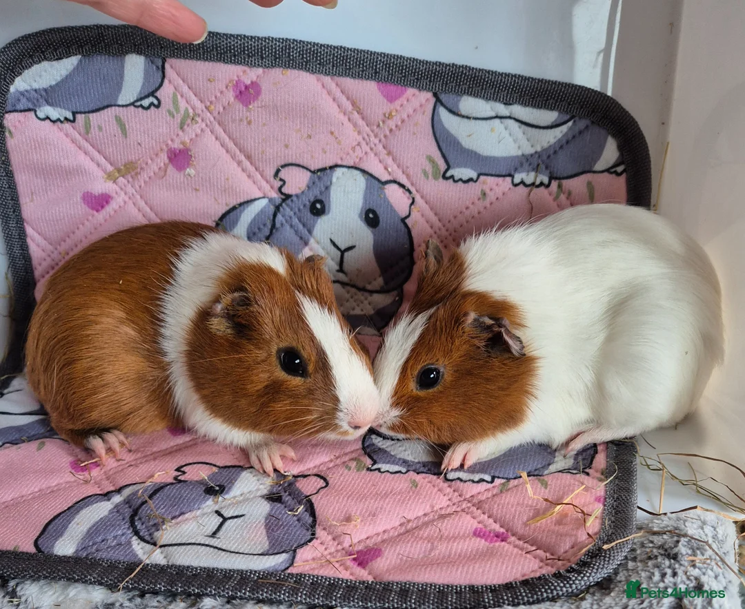 Guinea Pig rodents for sale: Baby Boar Brothers - Advert 2