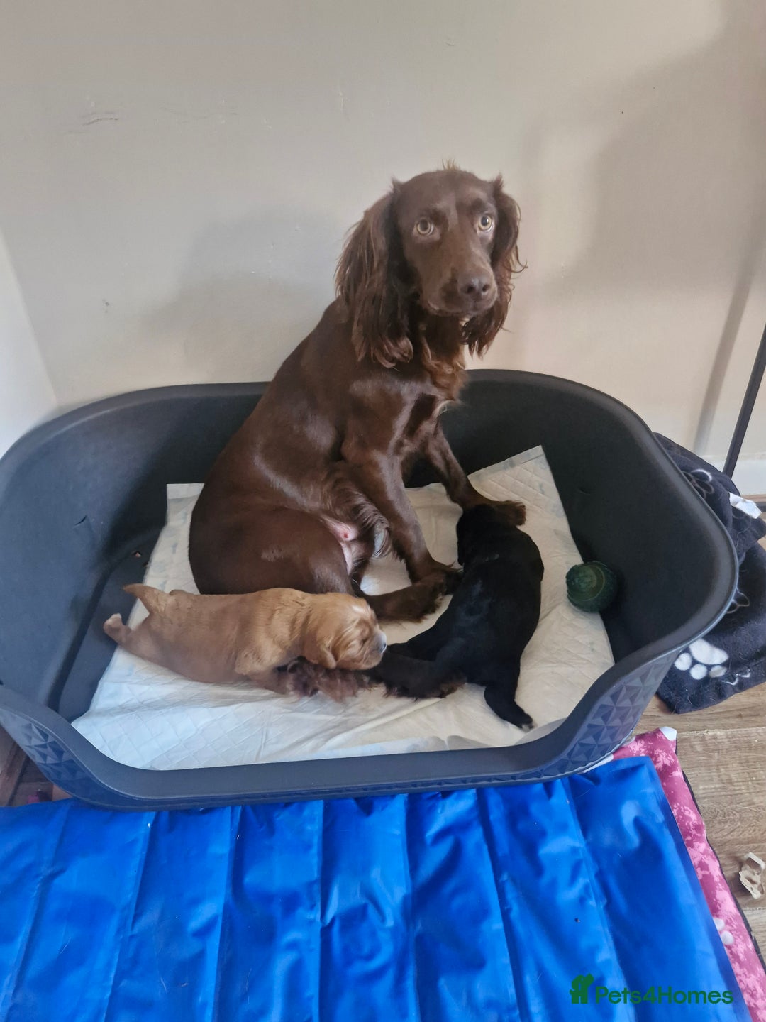 Mixed Breed dogs for sale: Cockalier  - Image 3