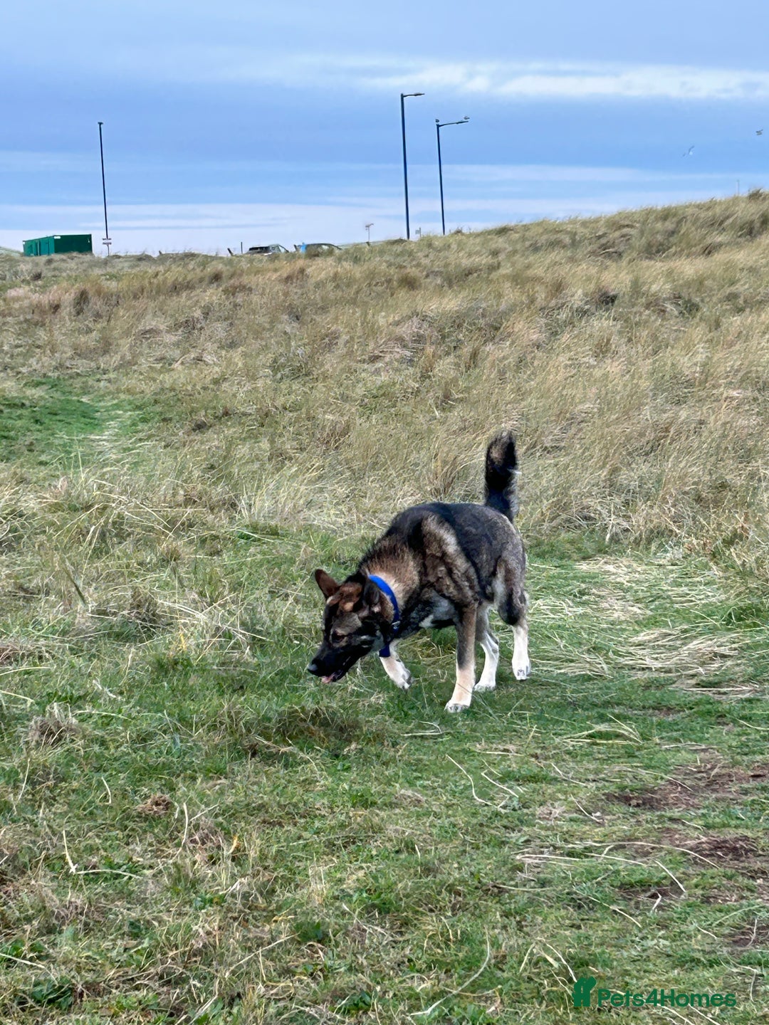 Shepsky dogs for sale: Geberian shepsky 15 month male  - Advert 7
