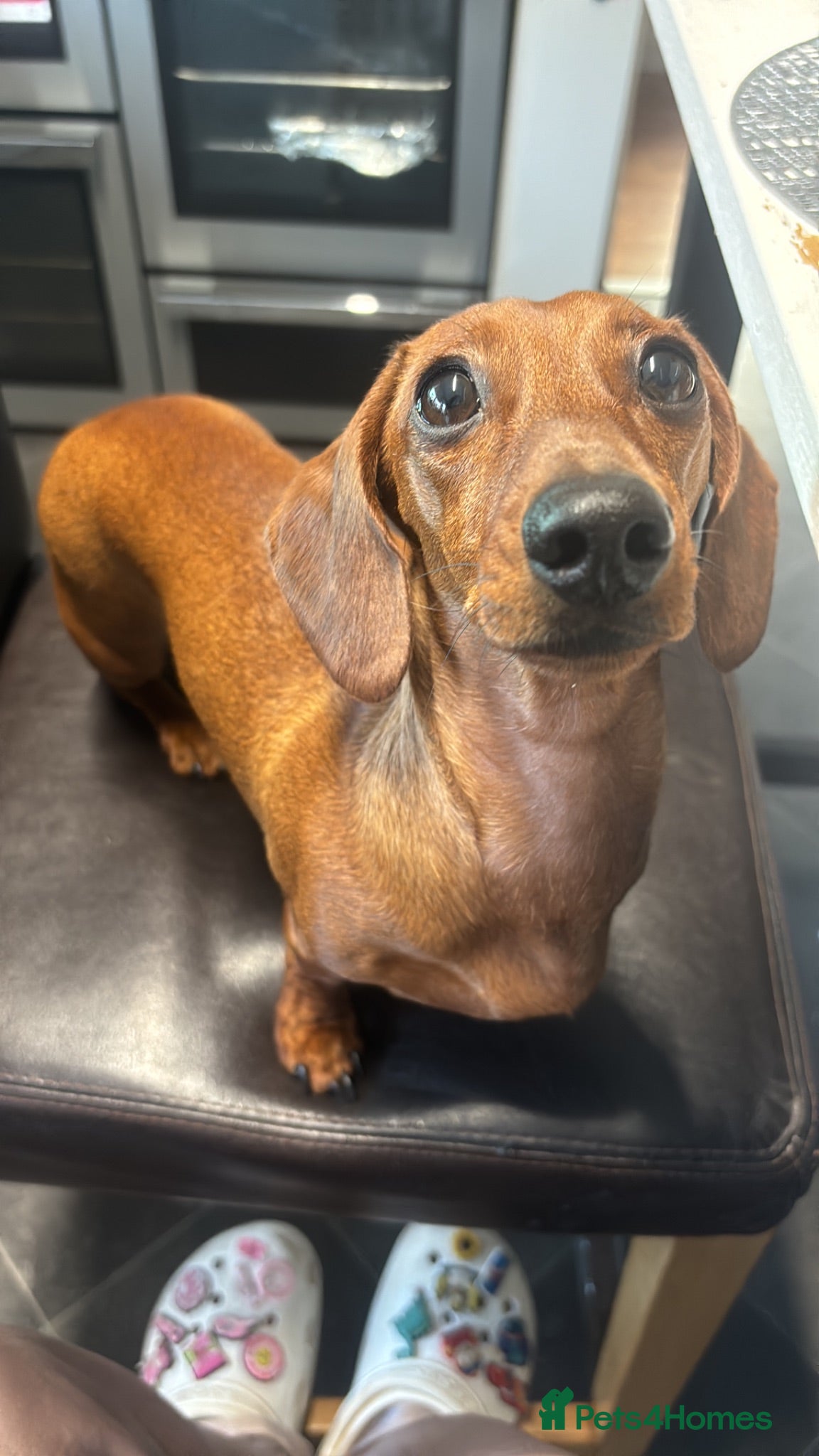 Miniature Dachshund dogs miniature dachshund pups 1 male and 1 female - Advert 1