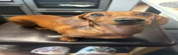Miniature Dachshund dogs for sale: miniature dachshund pups 1 male and 1 female in Perth - Advert 1