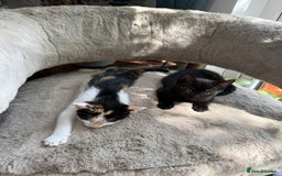Oriental cats for sale: Sweet Little Calico Baby - Image 10
