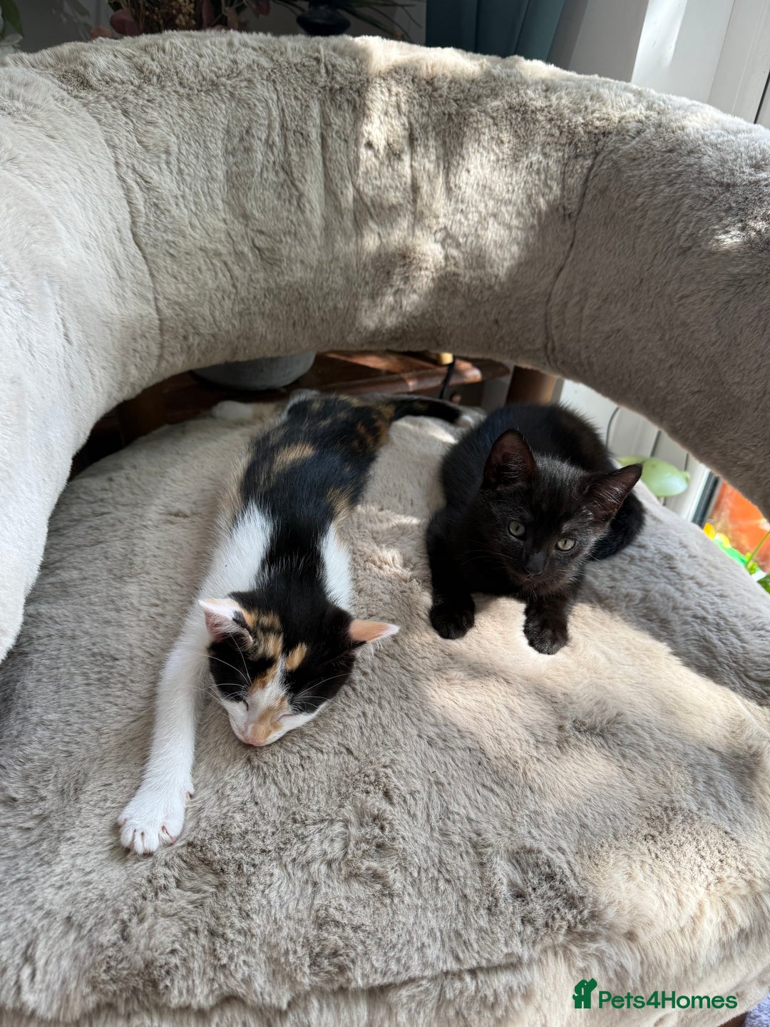 Oriental cats for sale: Sweet Little Calico Baby - Image 10