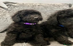 Cavapoo dogs for sale: Cavapoo  - Image 5