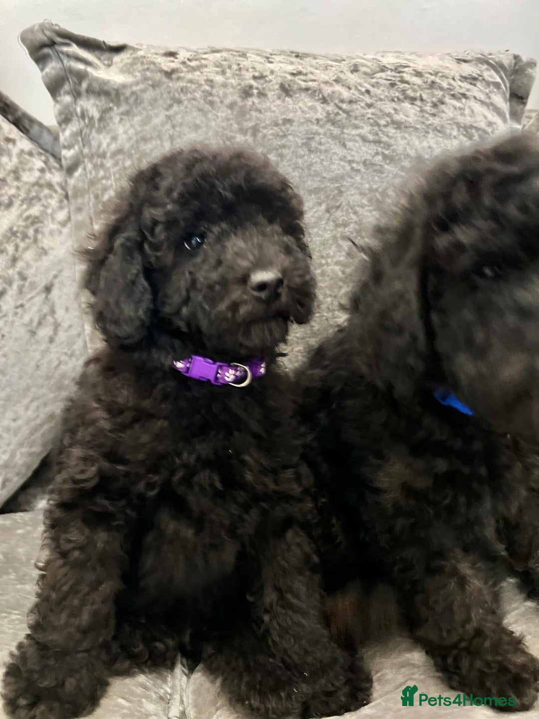 Cavapoo dogs for sale: Cavapoo  - Image 5