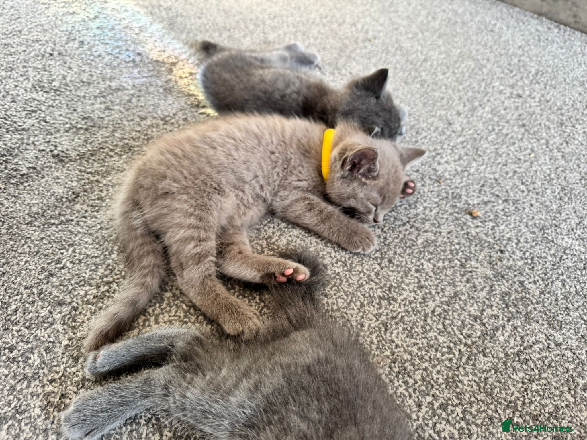 Ragdoll cats Ragdoll x British Shorthair blue kittens  - Advert 1