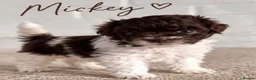 Toy Poodle dogs for sale: 🤎🍫 Exceptional Asian Teddy Bears 🧸🤎 - Advert 40