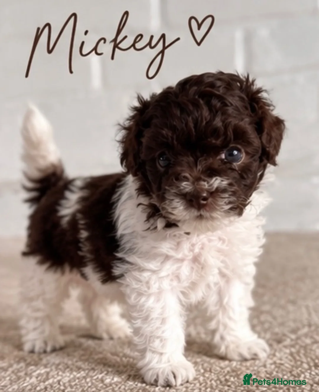 Toy Poodle dogs for sale: 🤎🍫 Exceptional Asian Teddy Bears 🧸🤎 - Advert 40