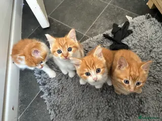 Mixed Breed cats 4 beautiful boys - Advert 1