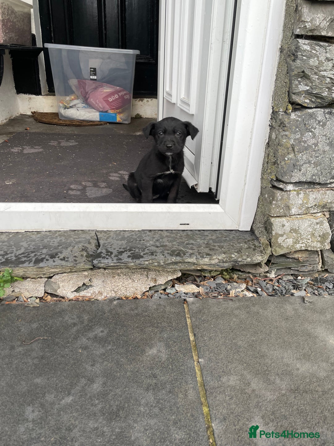 Borador dogs for sale: ⚫️lab x collie puppies ⚪️ - Advert 8