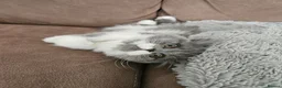 Persian cats for sale: Stuning Persian Girls - Advert 13