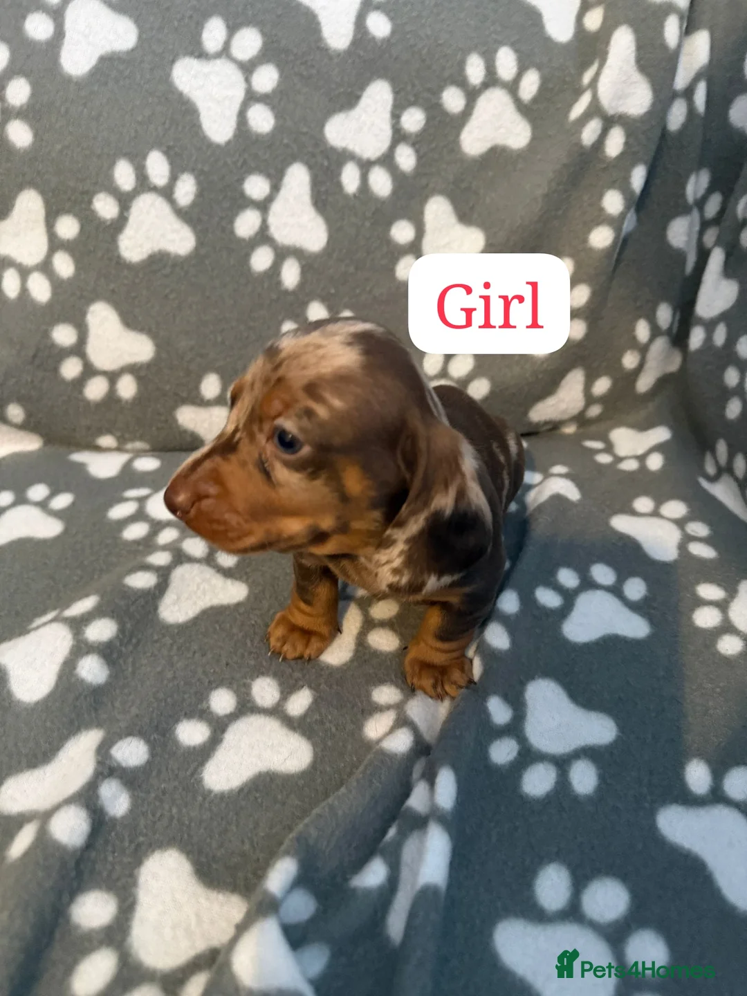 Miniature Dachshund dogs for sale: Miniature dachshund  - Advert 7