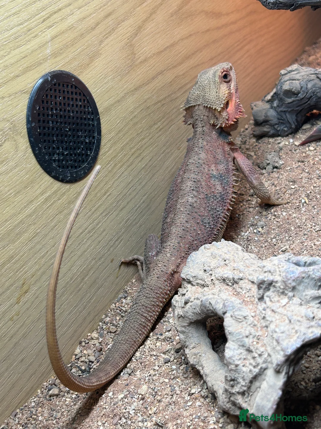 Bearded Dragon reptiles for sale: 1 year old female bearded dragon with enclosure  - Advert 19