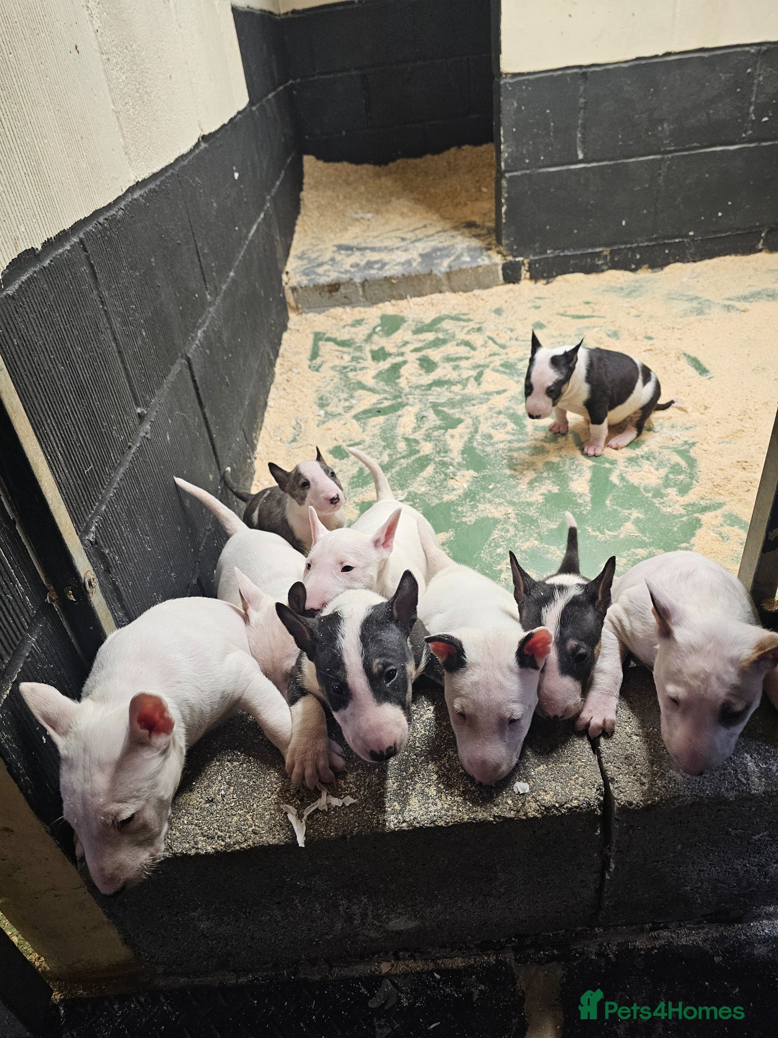 English Bull Terrier dogs Stunning English bullterrier pups for sale - Advert 1
