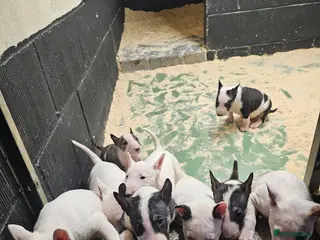 English Bull Terrier dogs Stunning English bullterrier pups for sale - Advert 1