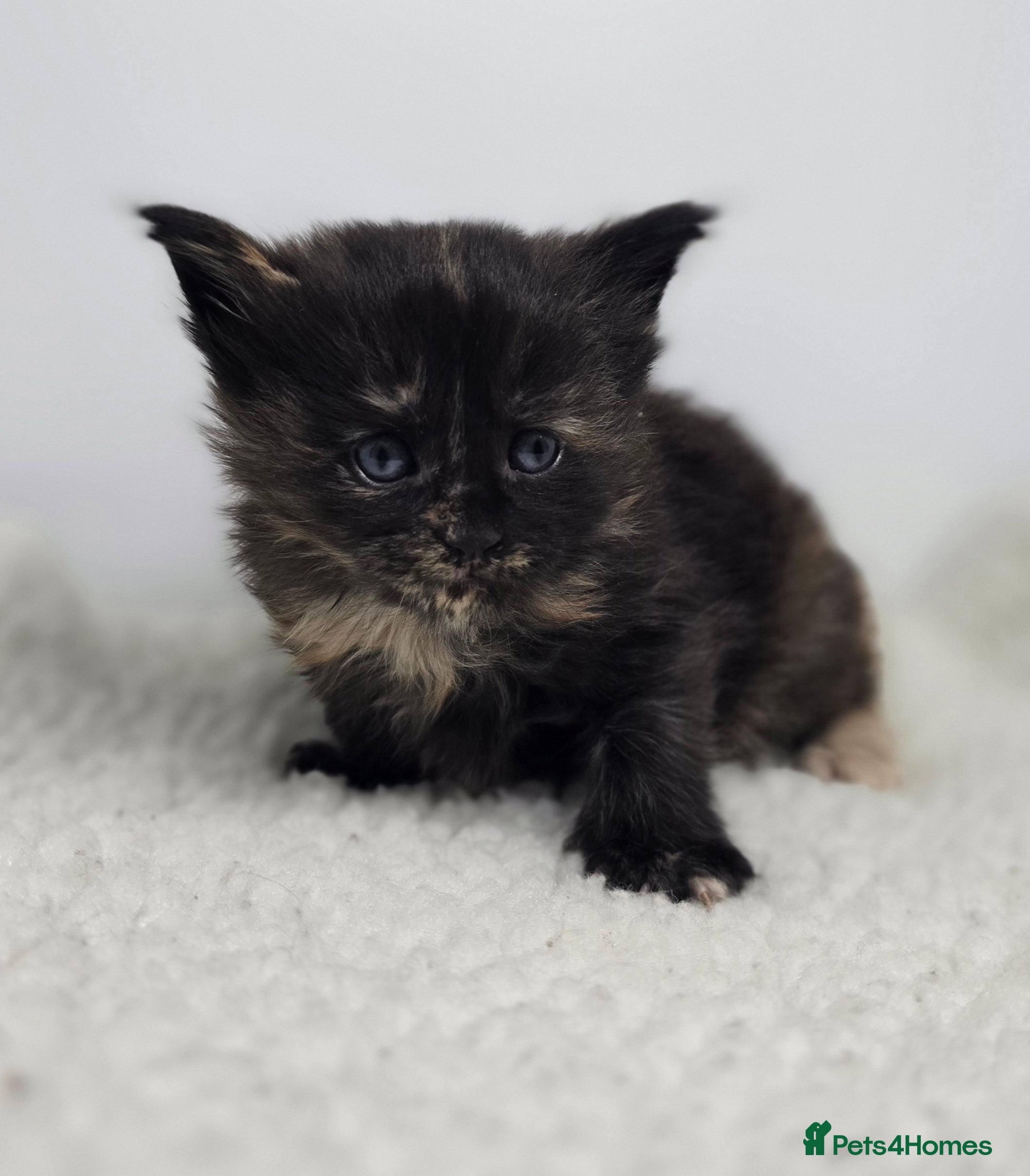 Maine Coon cats Amazing Large Purebred Maine Coon Kittens - Advert 11