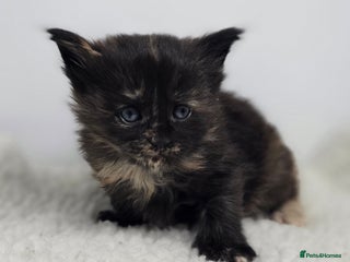 Maine Coon cats Amazing Large Purebred Maine Coon Kittens - Advert 12