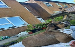 Mixed Breed dogs for sale: Female looking for home - Image 2