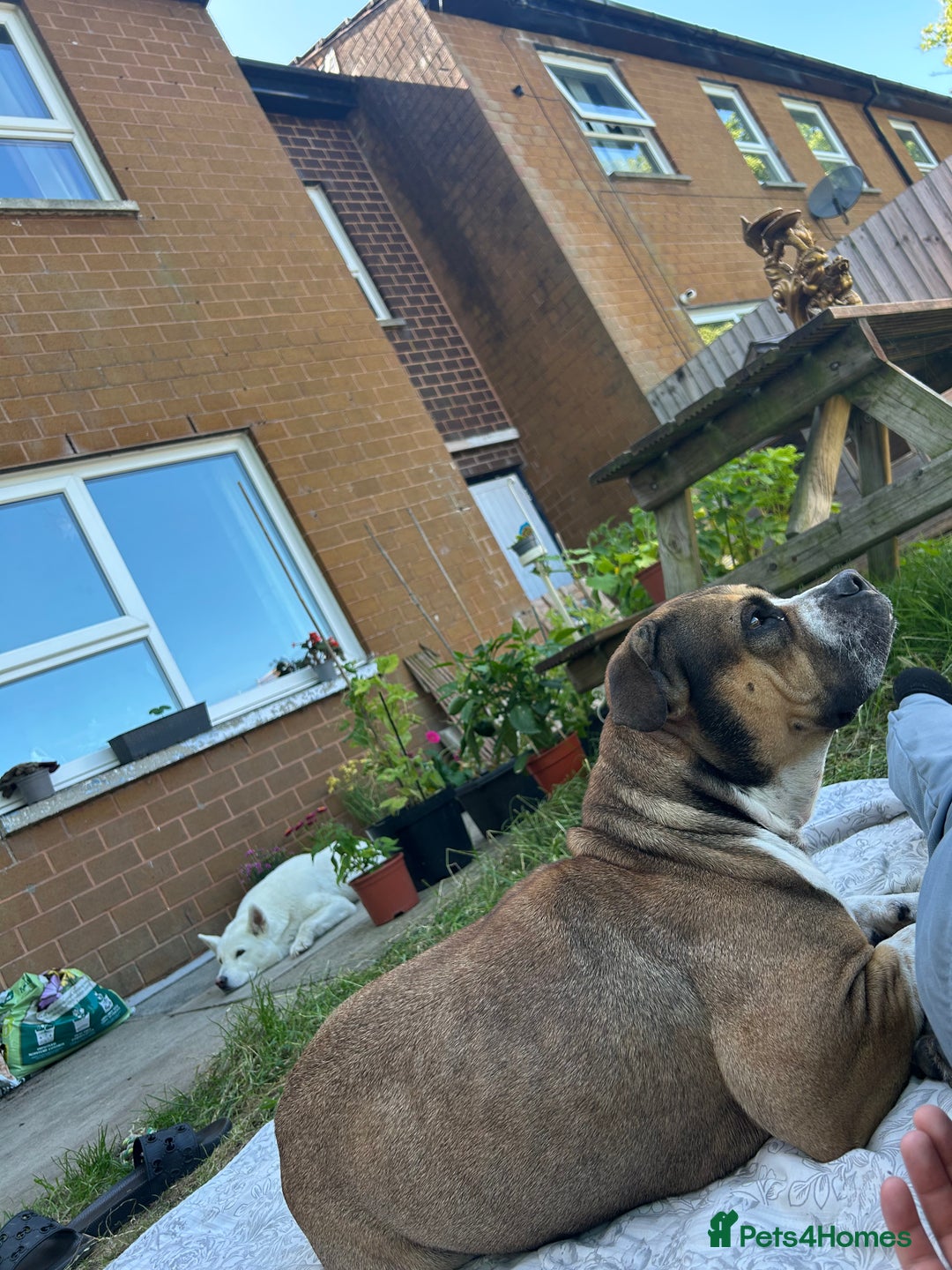 Mixed Breed dogs for sale: Female looking for home - Image 2