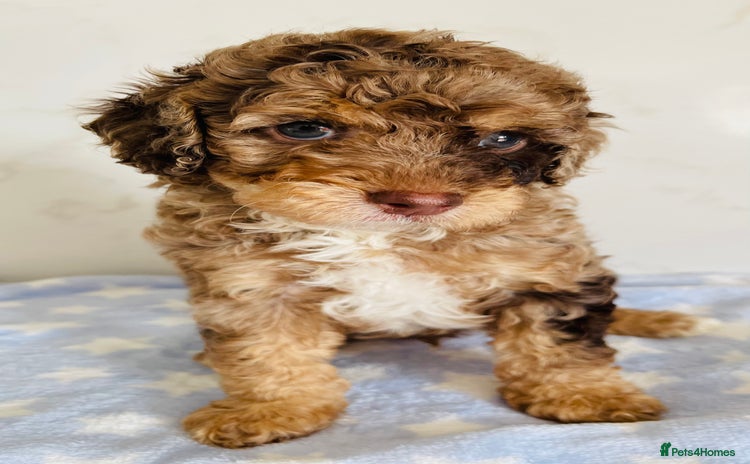 Cockapoo dogs - Advert 3
