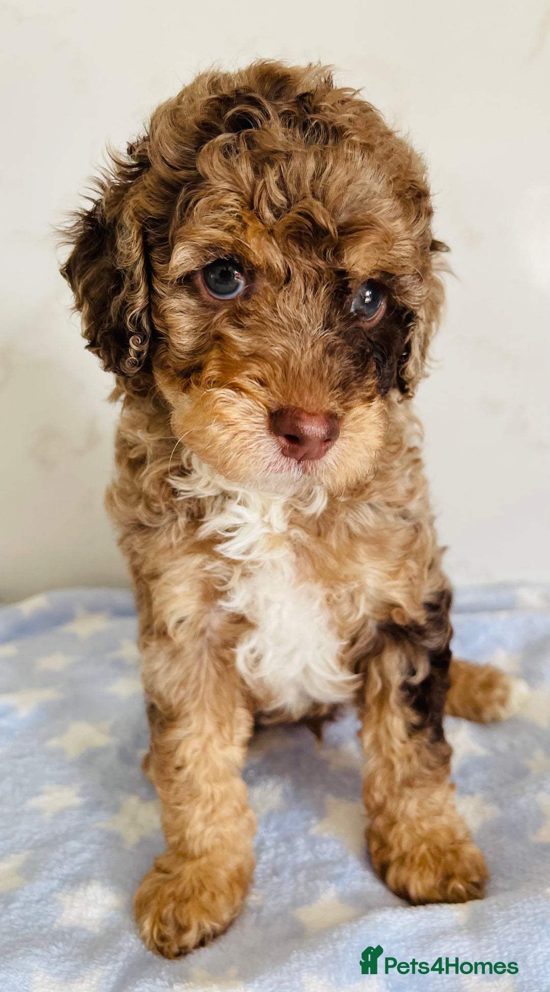 Cockapoo dogs for sale: Unique & stunning full DNA tested Cockapoo puppies - Image 9