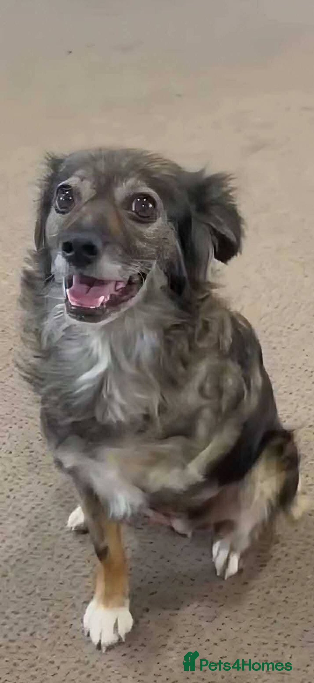 Mixed Breed dogs for adoption:   Meet Matilda – a Brave Little Tripaw  - Image 1