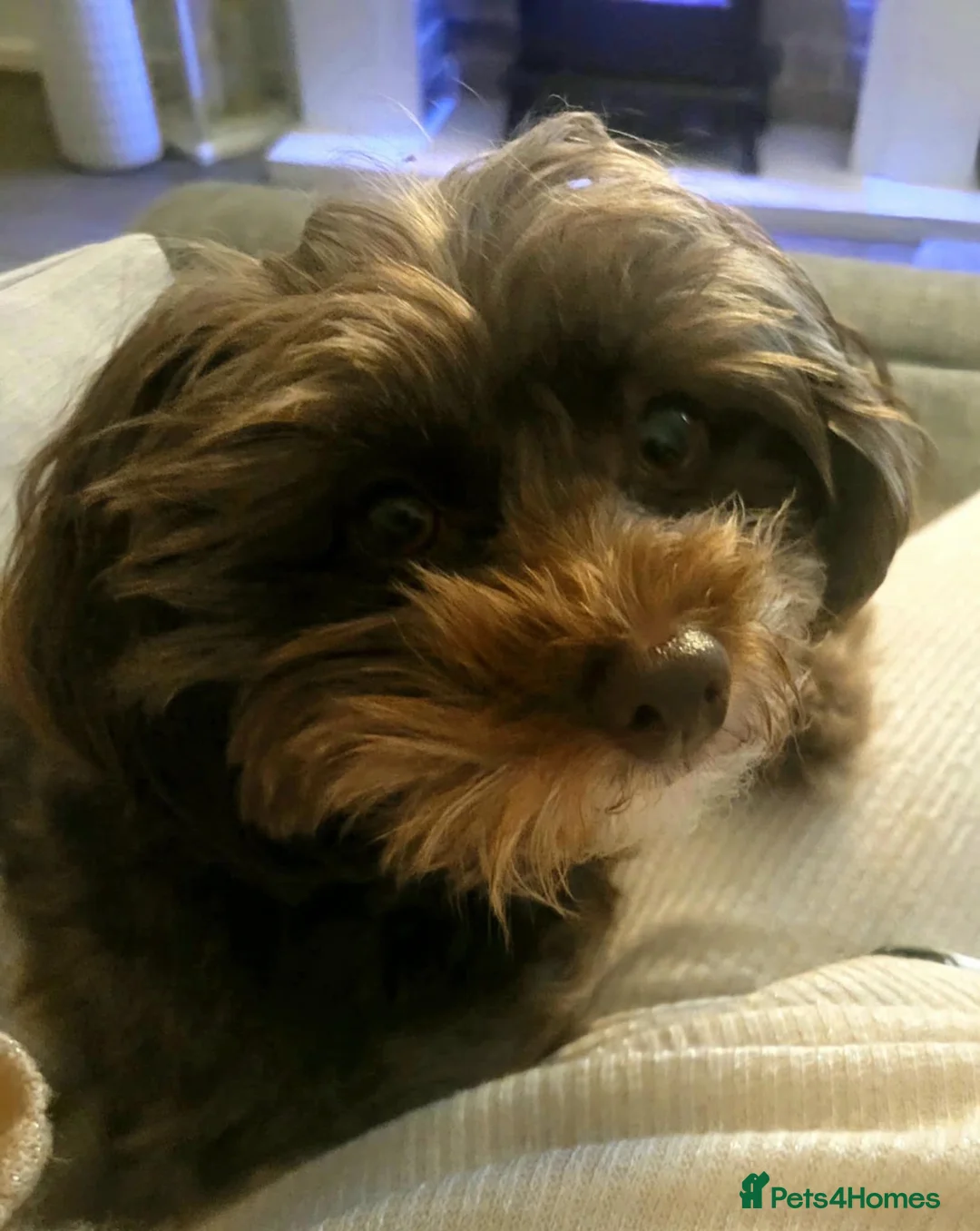 Toy Poodle dogs for stud: Proven red toy poodle For stud  ( Health tested )  in Rotherham - Advert 10