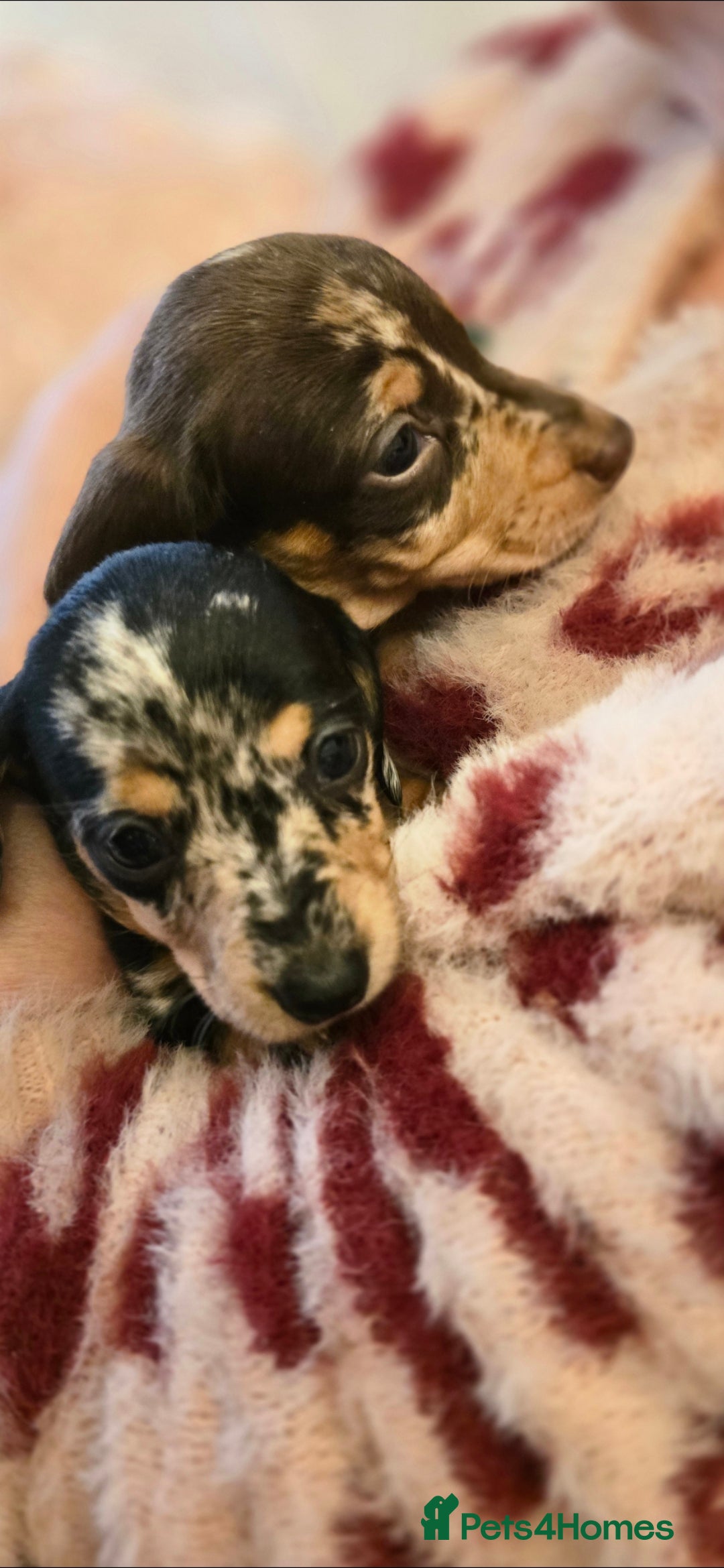 Miniature Dachshund dogs Fabulous Minature Dashounds - Advert 1