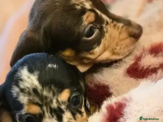 Miniature Dachshund dogs Fabulous Minature Dashounds - Advert 1