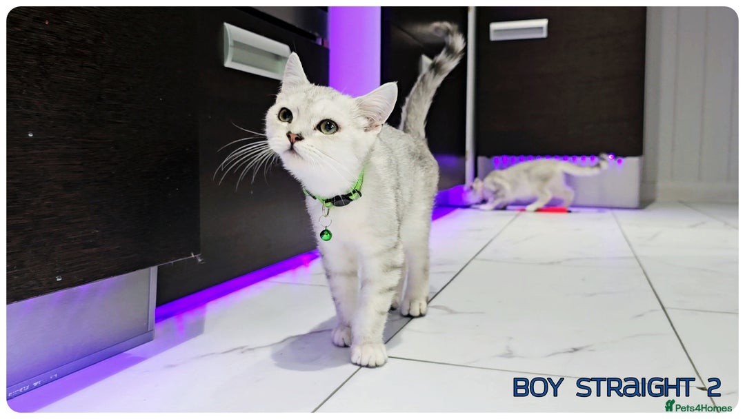 Scottish Fold cats for sale: Scotish Fold Kittens (Delivery available) - Image 18