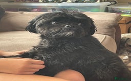 Shihpoo dogs for sale: Cuddly Male Shihpoo 3 years old - Image 8