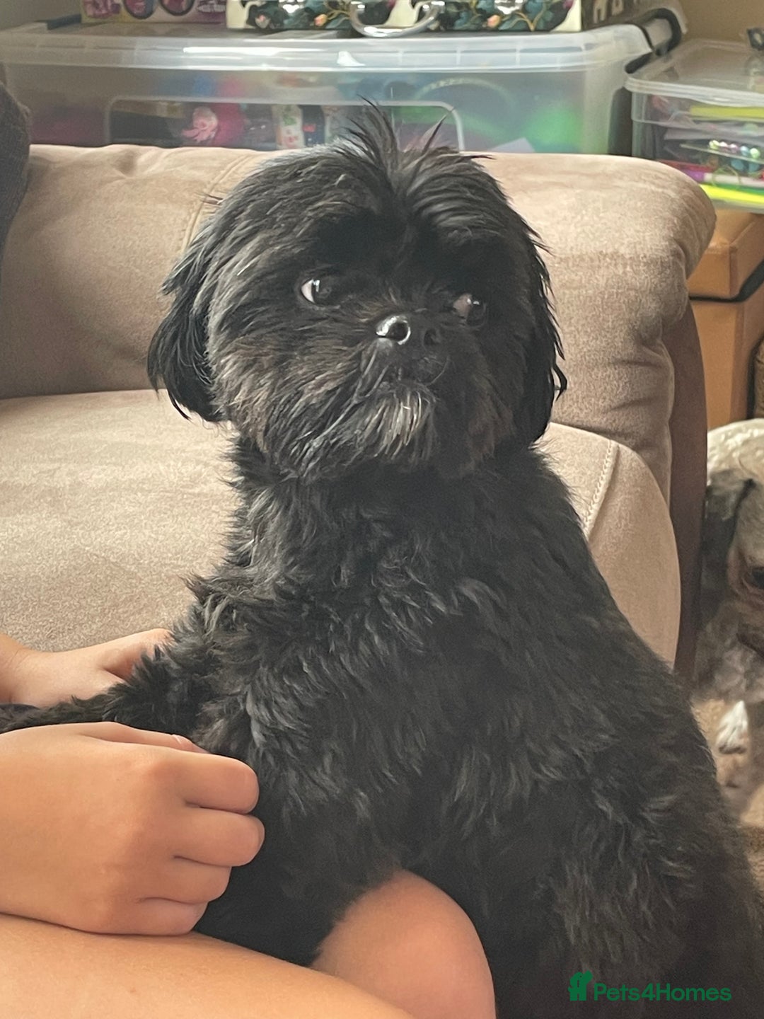 Shihpoo dogs for sale: Cuddly Male Shihpoo 3 years old - Image 8