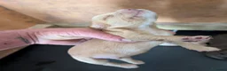 Cocker Spaniel dogs for sale: Stunning litter working cocker spaniels lemon   - Advert 3