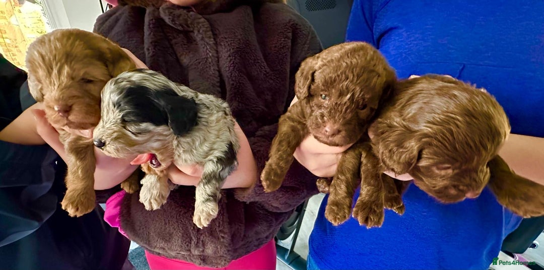 Yorkiepoo dogs for sale:  We go We - Advert 3