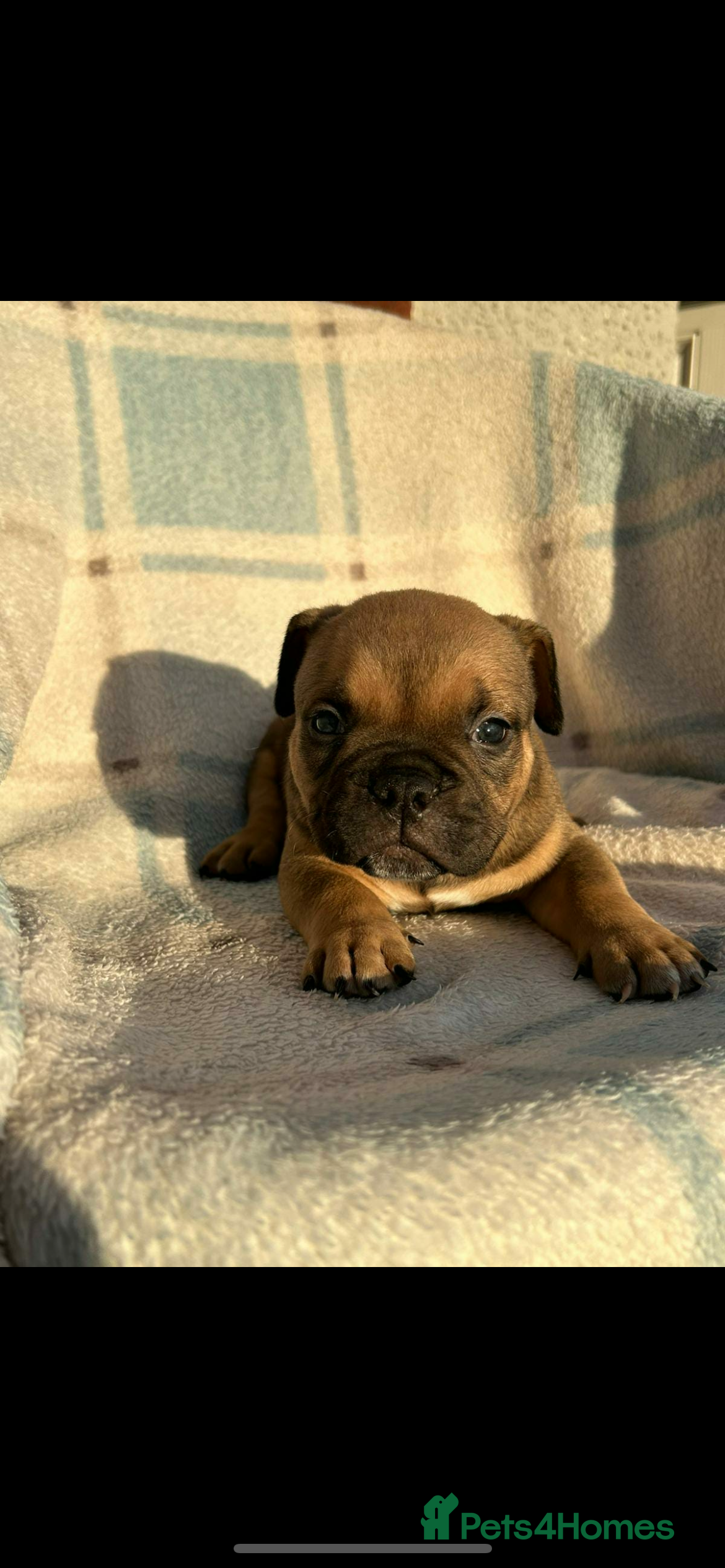 American Bully dogs Pocket bully male  - Advert 12