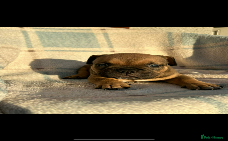 American Bully dogs Pocket bully male  - Advert 3