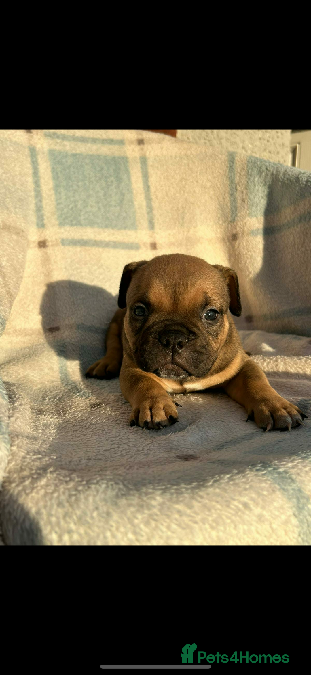 American Bully dogs for sale: Pocket bully male  - Advert 1