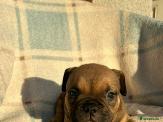 American Bully dogs Pocket bully male - Advert 1