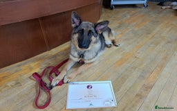German Shepherd dogs for sale: Bella is looking for forever home - Image 1