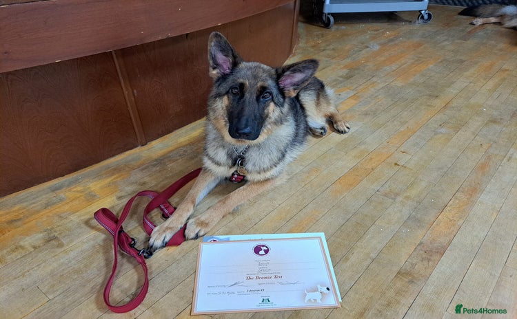 German Shepherd dogs - Advert 4
