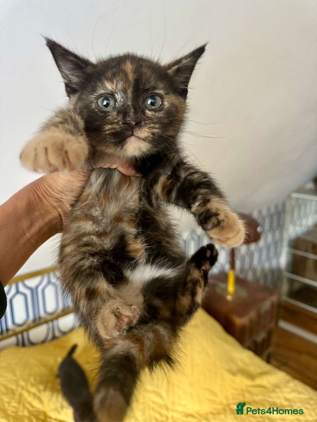 British Shorthair cats for sale: Pure British Shorthair Kittens Ready Now! - Image 8