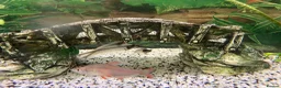 Sharks fish for sale: Fish tank 275L and fish - Advert 5