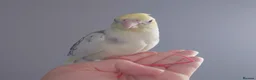 Cockatiels birds for sale: Hand reread silly tame DNA sexed baby cockatiels  - Advert 13