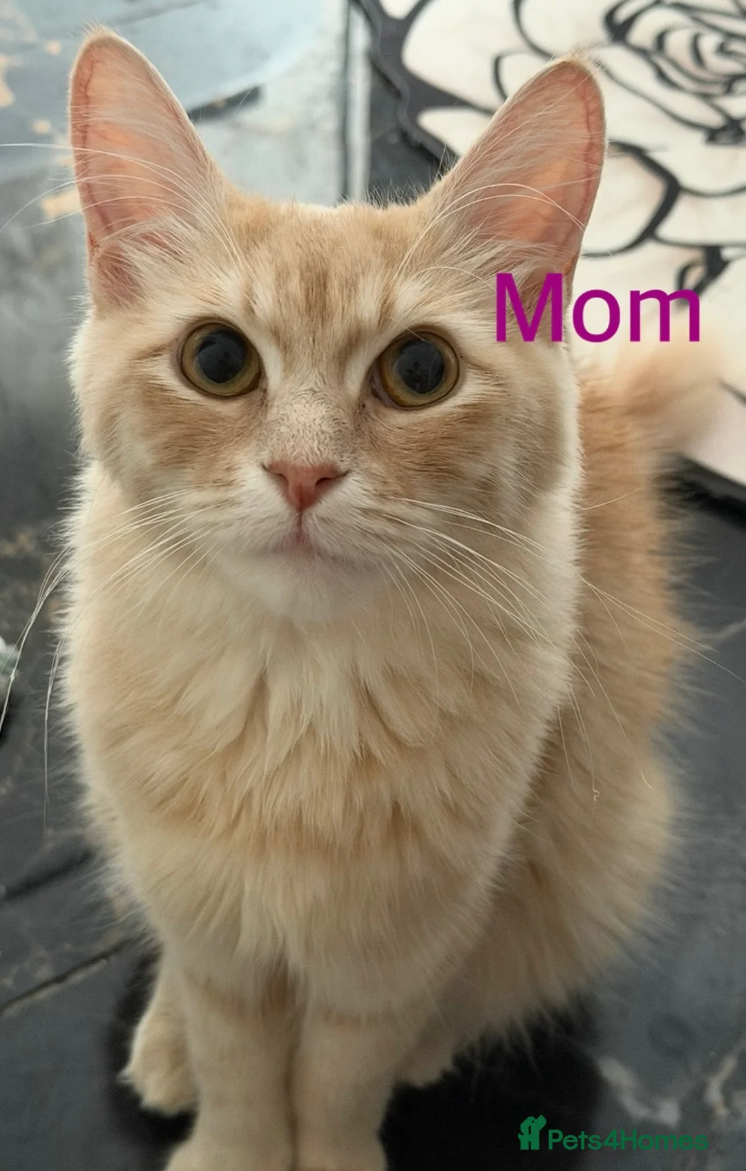 Mixed Breed cats for sale: cute tabby kittens - Advert 6